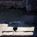 2011_08090394